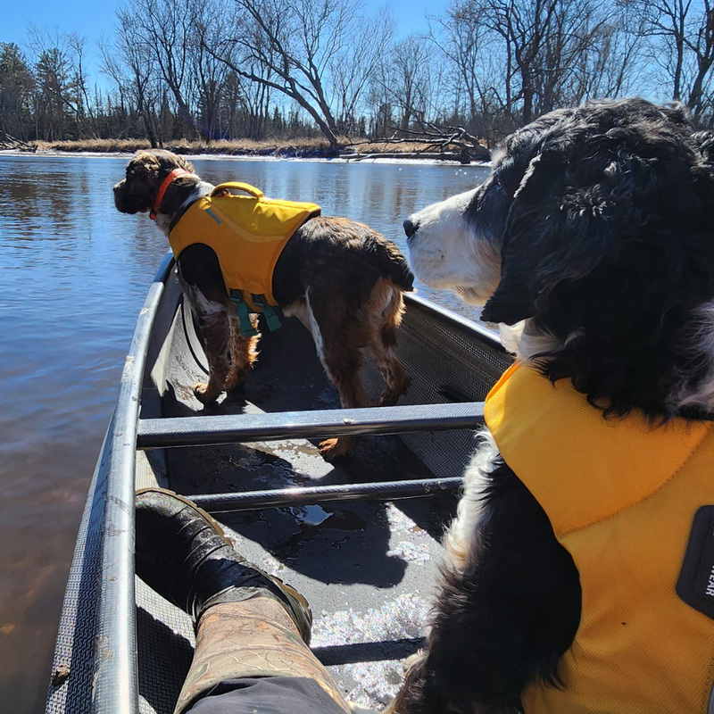 Canoeing, paddle boarding, and kayaking safely with your dog in the Northwoods of Wisconsin